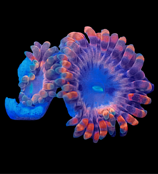 WYSIWYG Fairy Fart Zoanthids Frag