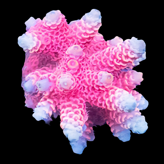 WYSIWYG Bali Pinky & the Brain Acropora SPS Colony