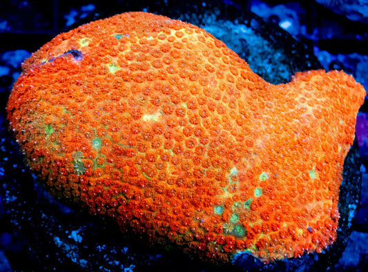 WYSIWYG Goniopora LPS Colony (L)