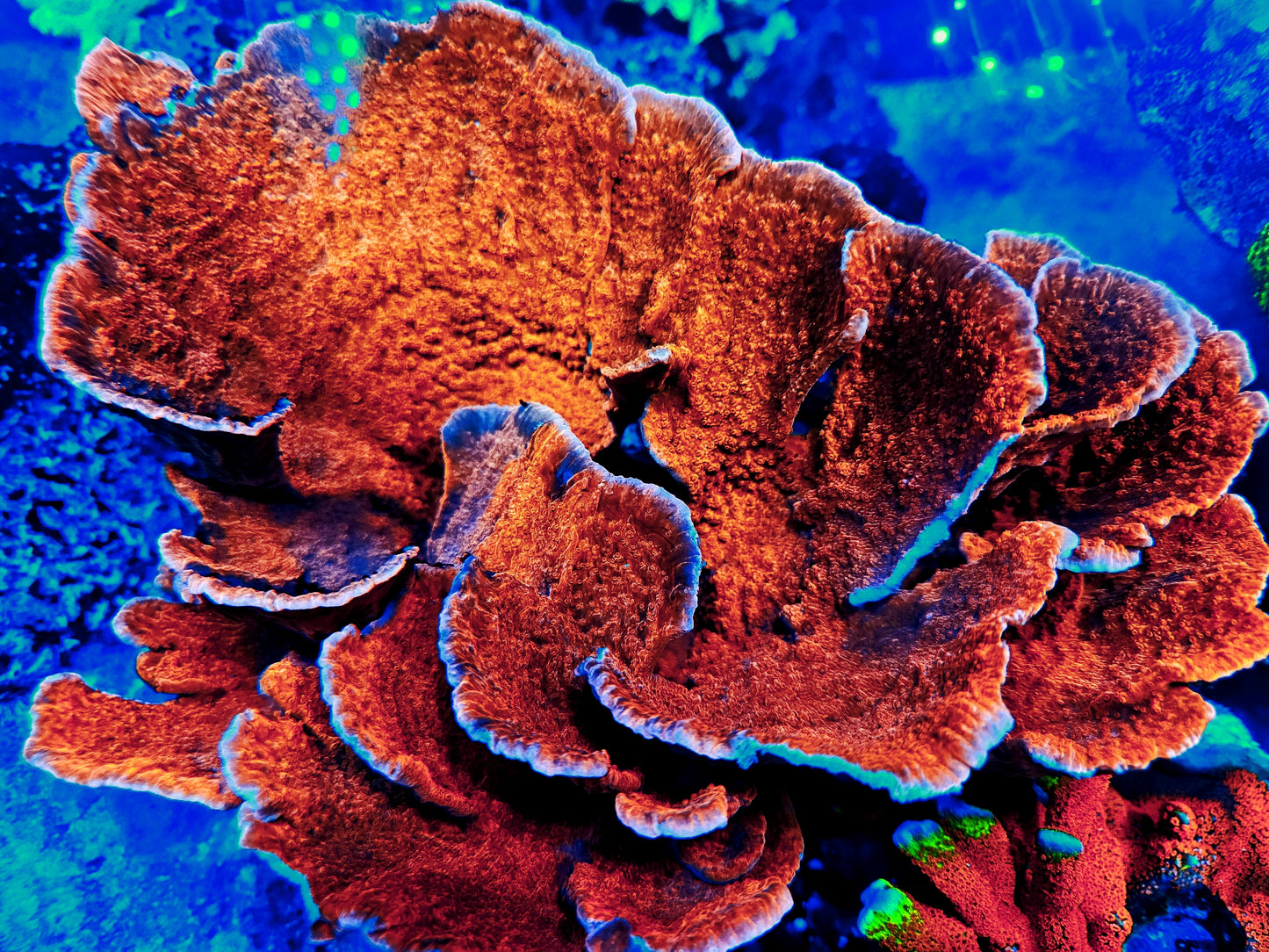 Red Montipora Capricornis Frag (Cut to Order)