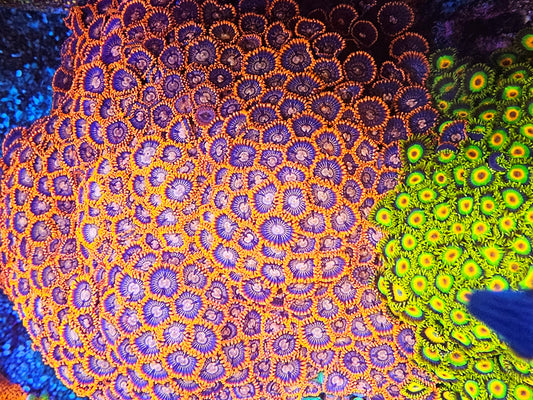 Red Zoanthids (Unknown Trade Name) - Cut to Order
