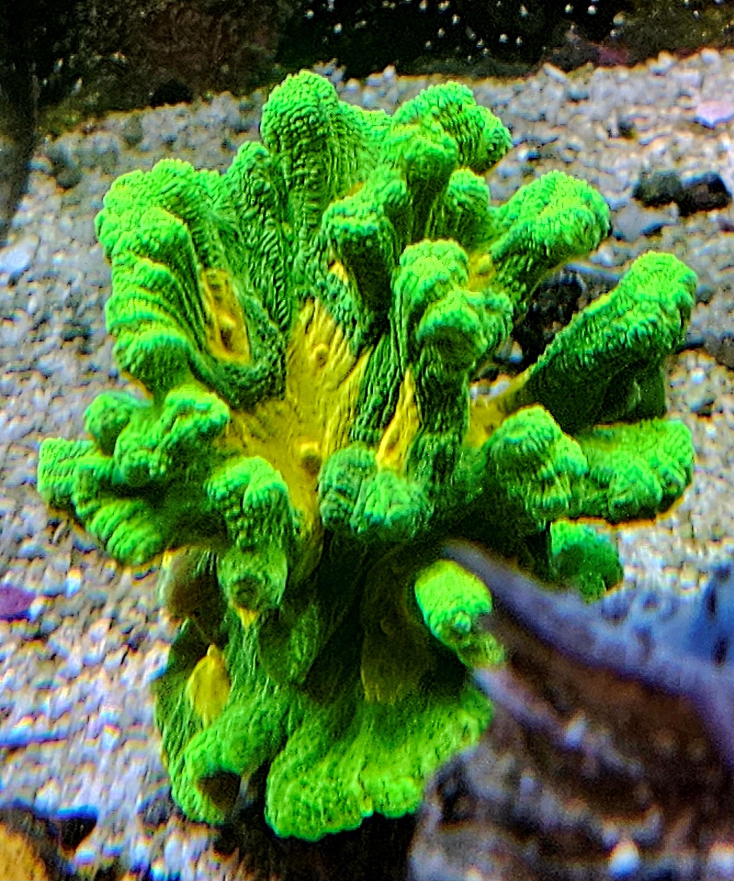 Space Invader Pectinia Frag (Cut to Order)