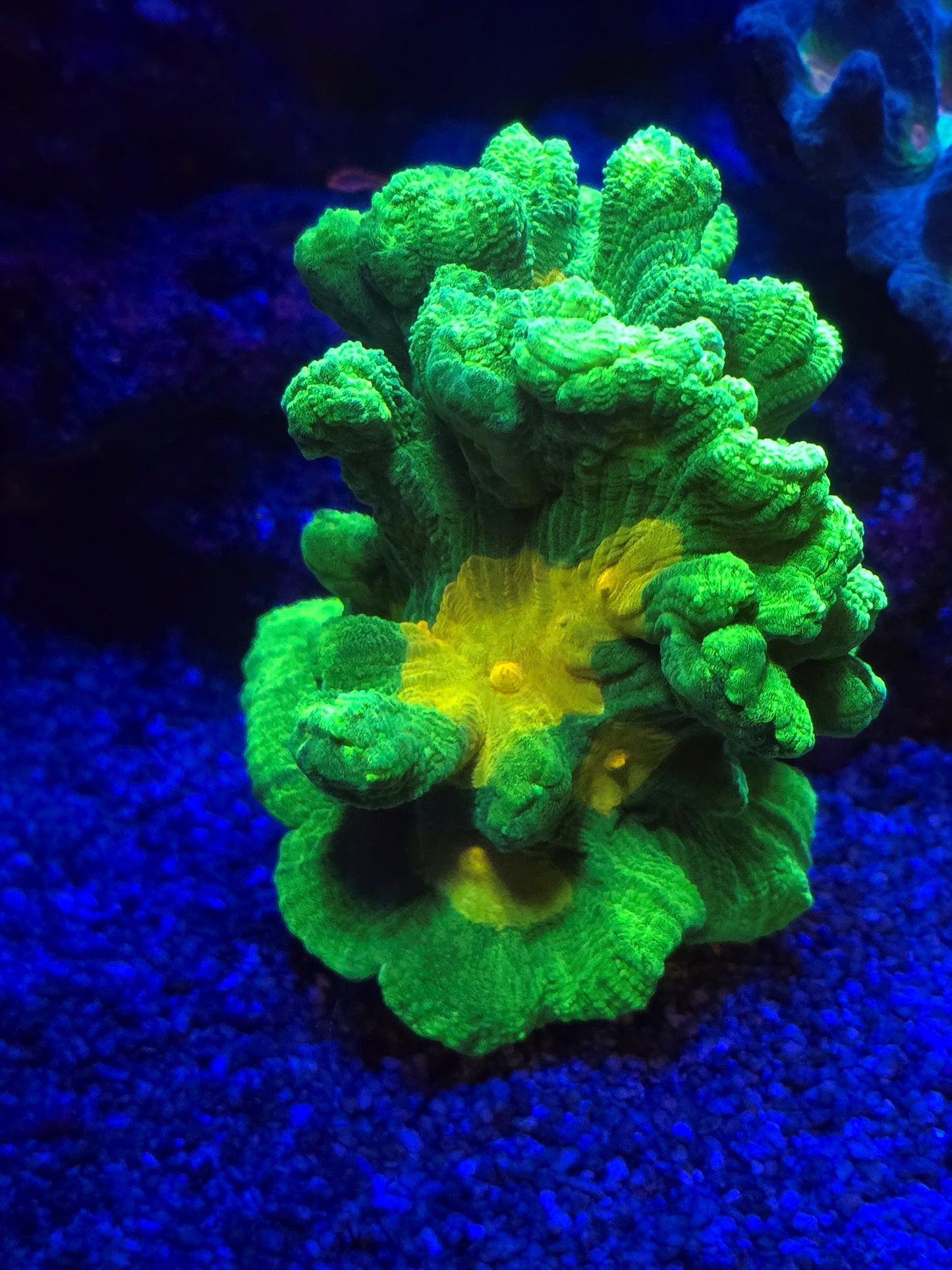Space Invader Pectinia Frag (Cut to Order)