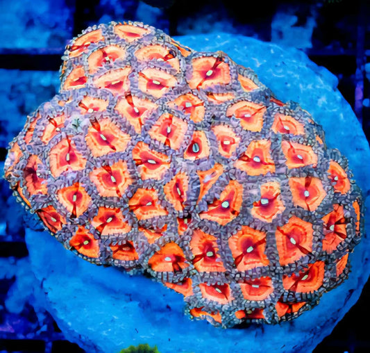 WYSIWYG Zoanthids Colony Rock (M)