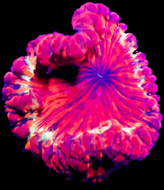 WYSIWYG - Gold Rim Blastomussa LPS Coral Frag