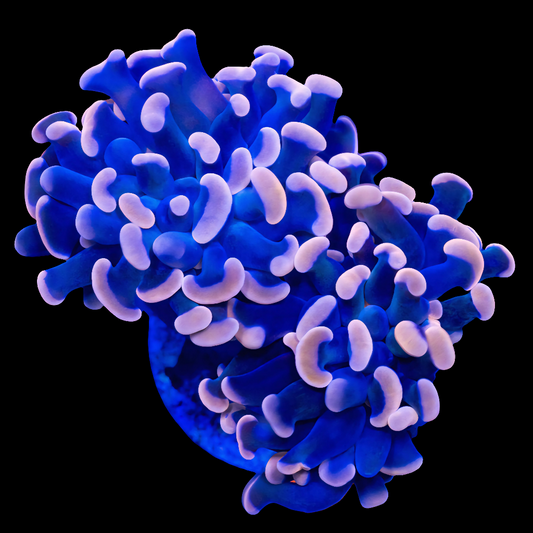 WYSIWYG Ultra Peach Branch Hammer Frag (2H)