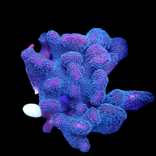 Rainbow Stylophora SPS Coral Frag (CUT TO ORDER)