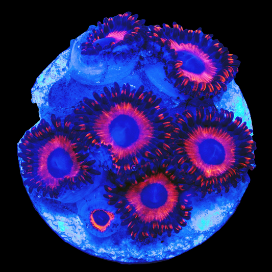 Kedd's Red Zoanthids (CUT TO ORDER)