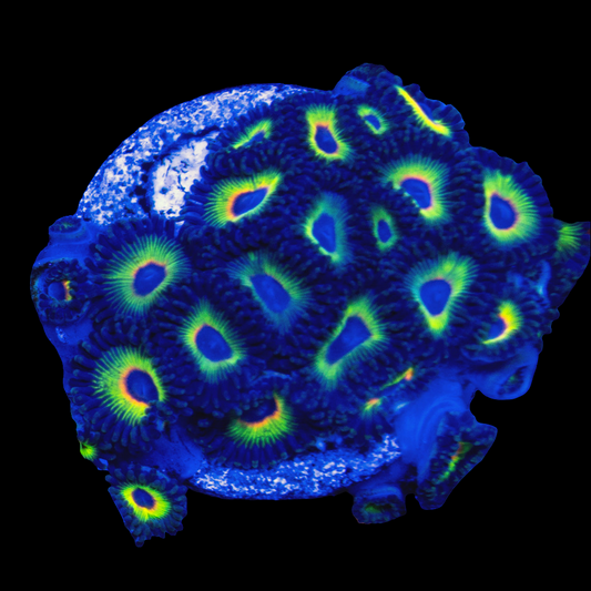 WWC Bob Marley Zoanthids (CUT TO ORDER)