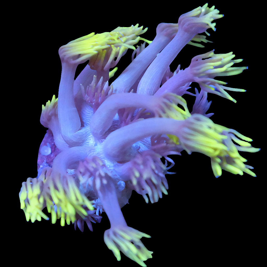 WYSIWYG Casper Goniopora LPS Frag – Queen City Reefs