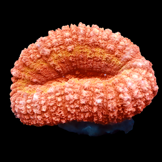 WYSIWYG Iron Man Lobophyllia LPS Coral (S)