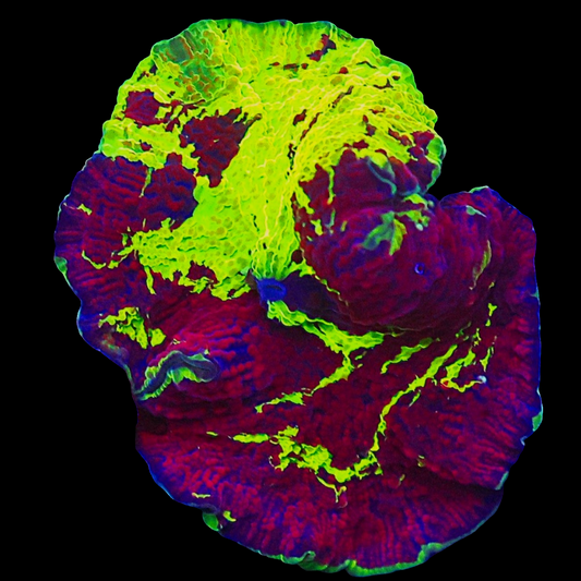 WYSIWYG Electus Jawbreaker Mushroom Soft Coral