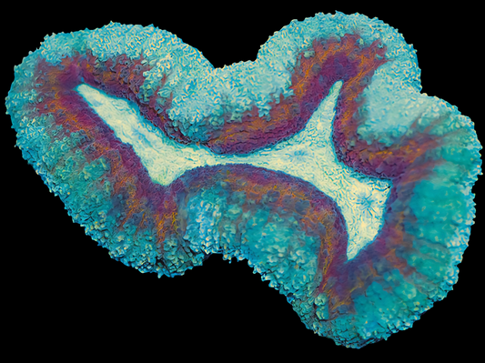 WYSIWYG Aussie Buzz Light Year Lobophyllia LPS Coral (M)