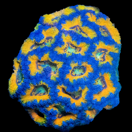 WYSIWYG Aussie Lord Acan Colony (L)