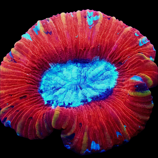 WYSIWYG - Aussie Rainbow Trachyphyllia LPS Coral (S/M)