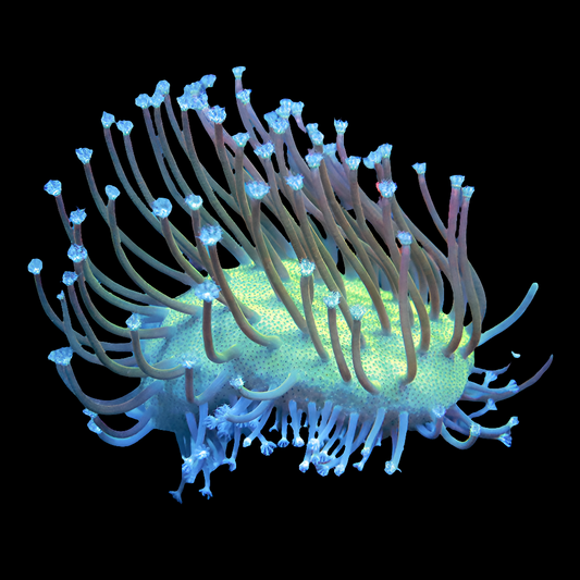WYSIWYG - POTO Sweeping Willow Leather Coral