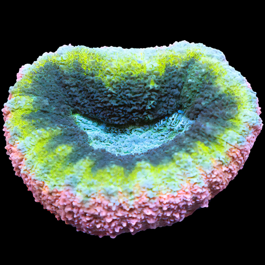 WYSIWYG Pink Lemonade Lobophyllia LPS Coral (S)