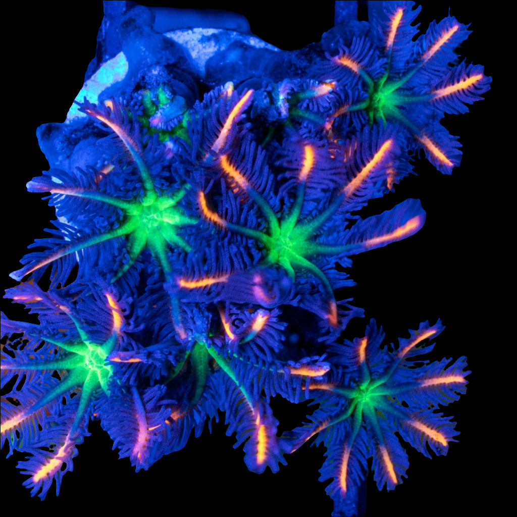 WYSIWYG CB Fireworks Clove Soft Coral Frag