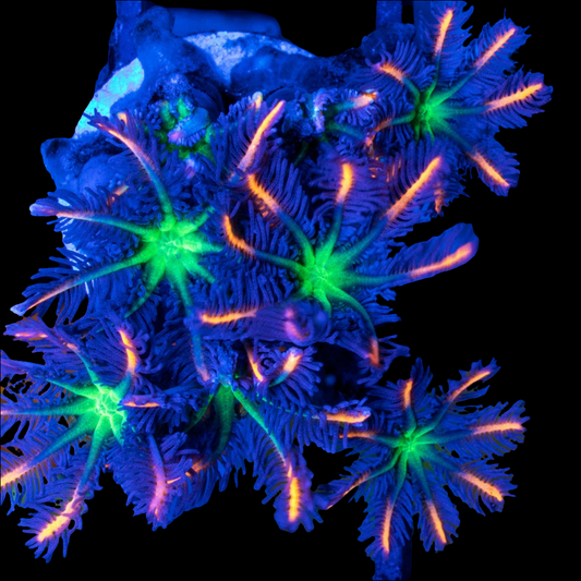 WYSIWYG CB Fireworks Clove Soft Coral Frag
