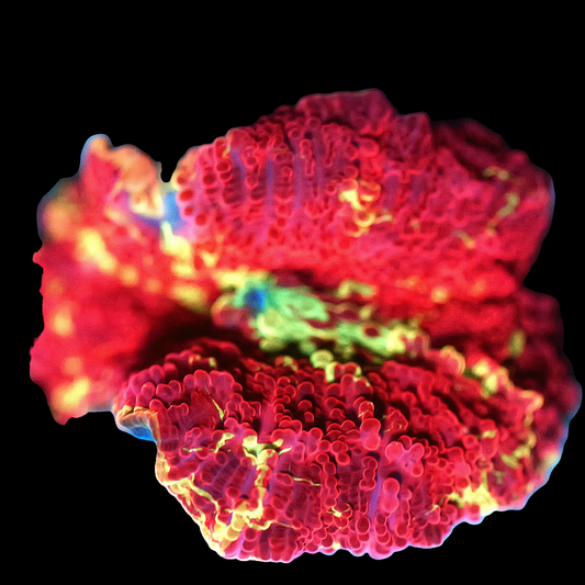WYSIWYG Electus Jawbreaker Mushroom Soft Coral (S)