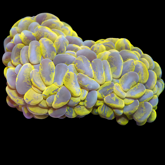 WYSIWYG Ultra Splatter Bubble LPS Coral Colony (ML)