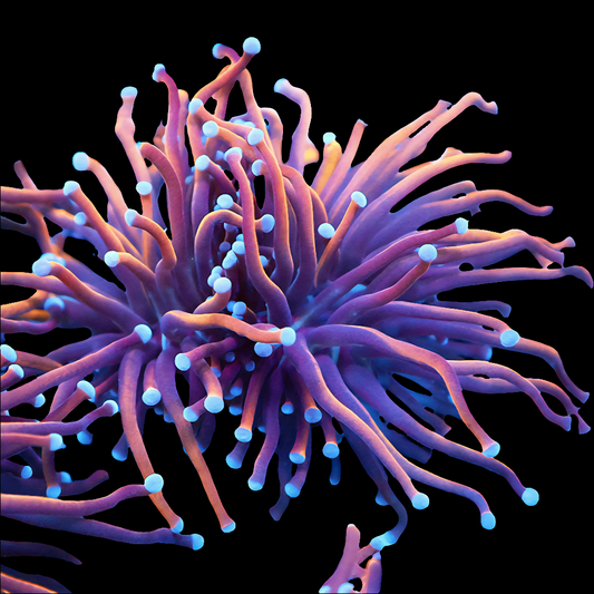 WYSIWYG Orange Peel Torch LPS Coral Frag (1H)