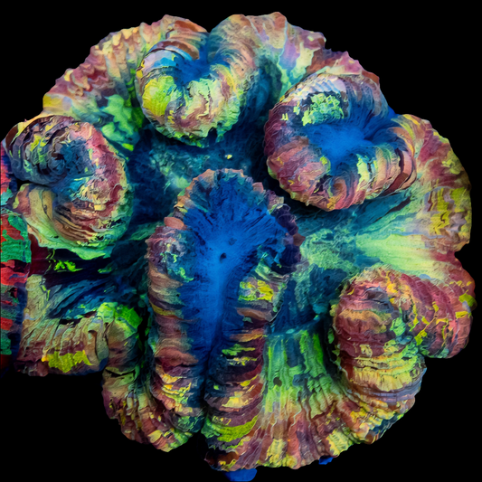 WYSIWYG Rainbow Trachyphyllia LPS Coral - SHOW SIZE