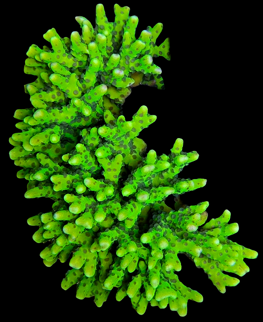 Green Goblin Anacropora - SPS Coral Frag (CUT TO ORDER)