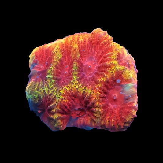 WYSIWYG - BSA High Voltage Favia Frag - LPS Coral