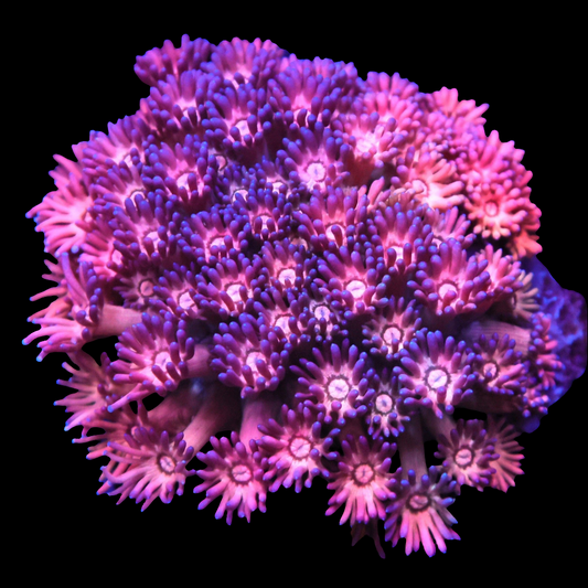 WYSIWYG Indo Pink Princess Goniopora LPS Colony (SM)