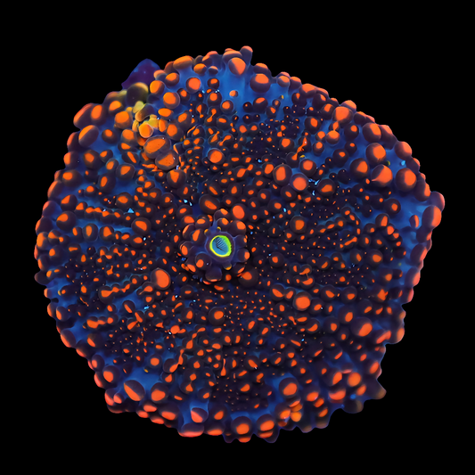 WYSIWYG Ultra Indo Ricordea Yuma Mushroom Soft Coral