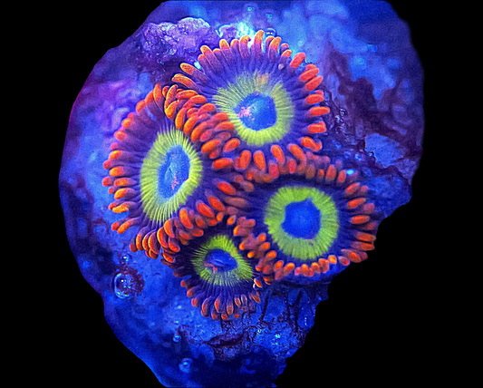 WYSIWYG Fruit Loops Zoanthids Frag