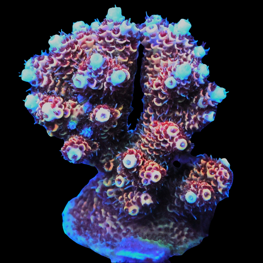 WYSIWYG Indonesian Acropora SPS Colony