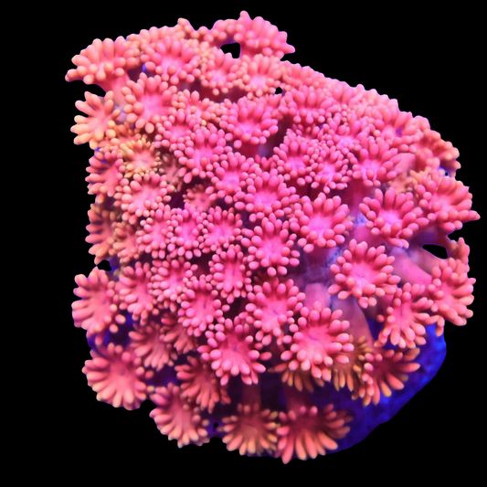 WYSIWYG Indo Rainbow Princess Goniopora LPS Colony (SM)