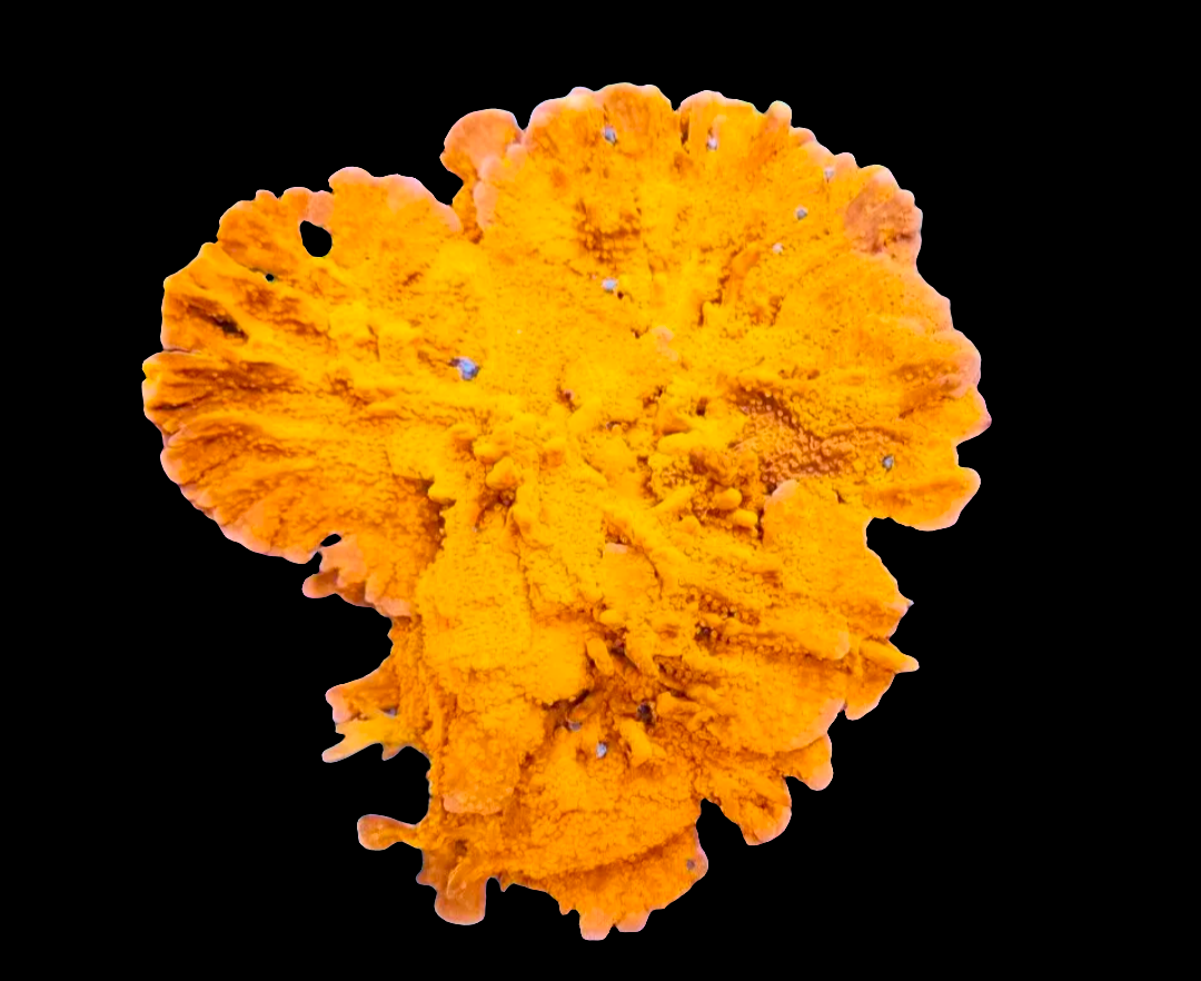 Montipora Setosa Coral Frag (CUT TO ORDER) – Queen City Reefs