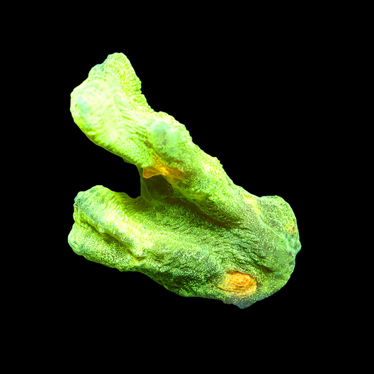 WYSIWYG Space Invader Pectinia LPS Frag