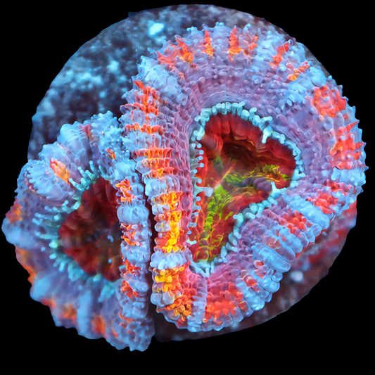 WYSIWYG Rainbow Crush Acan LPS Frag