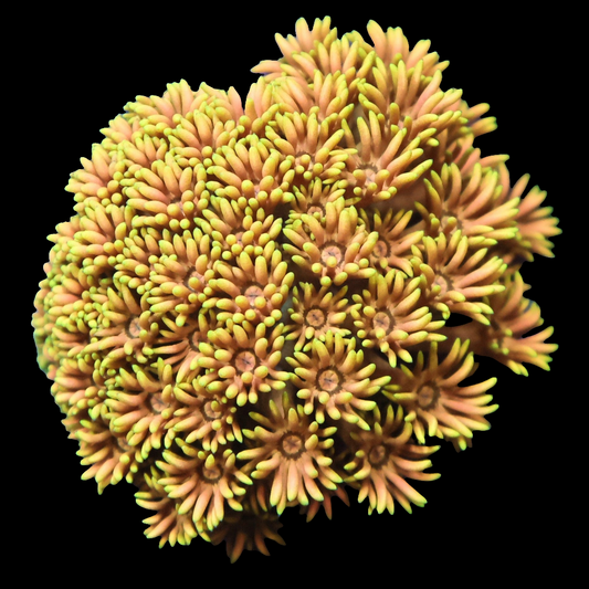 WYSIWYG Indo Electric Slide Goniopora LPS Colony (SM)
