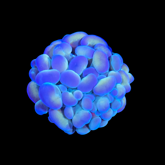 WYSIWYG Moon Jelly Branching Hammer LPS Frag