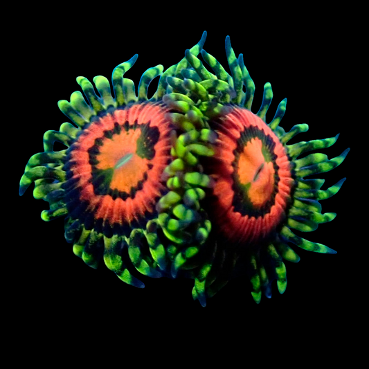 WYSIWYG Rainbow Incinerator Zoanthids Frag