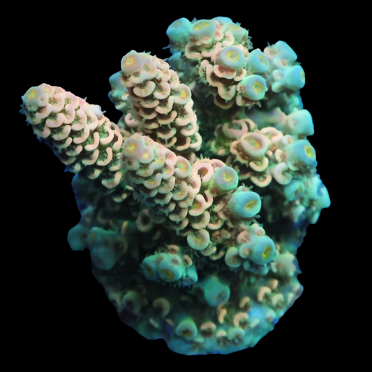WYSIWYG - Peach Cultured Tenius SPS Colony
