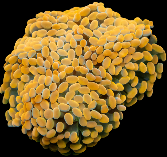 Holy Orange Branch Hammer LPS Frag (Per Head)