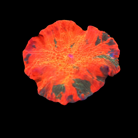 WYSIWYG Small Electus Candy Crush Jawbreaker Mushroom Soft Coral
