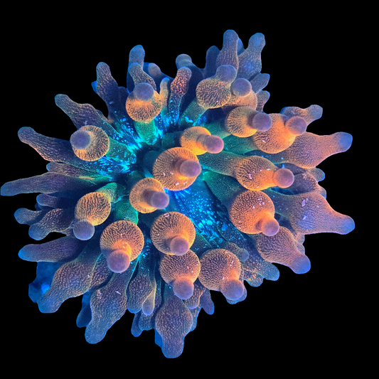 Almost WYSIWYG ECC Warp Drive Bubble Tip Anemone