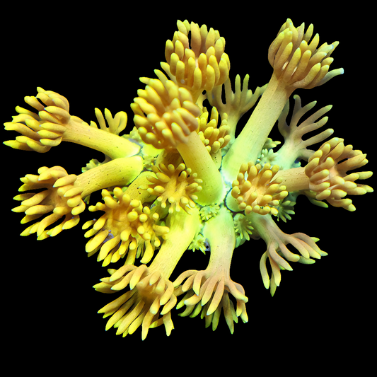 WYSIWYG Sponge Bob Goniopora LPS Frag