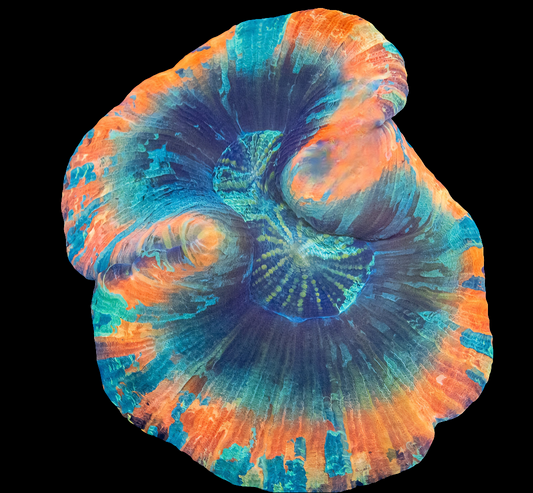 WYSIWYG - Watermelon Slush Trachyphyllia LPS Coral (M)