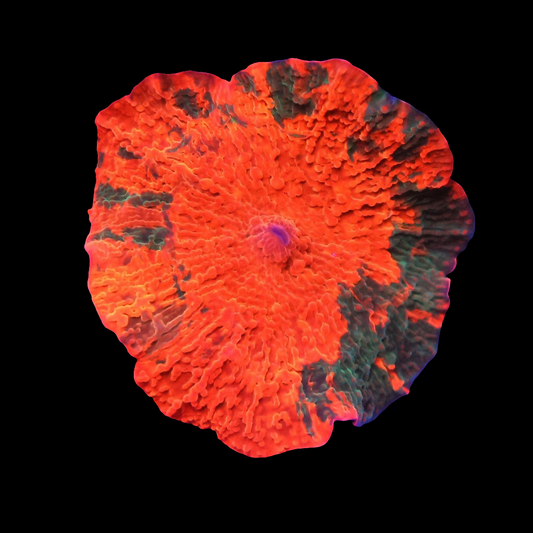 WYSIWYG Electus Candy Crush Jawbreaker Mushroom Soft Coral