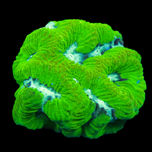 WYSIWYG - POTO Ninja Turtle Platygyra LPS Coral