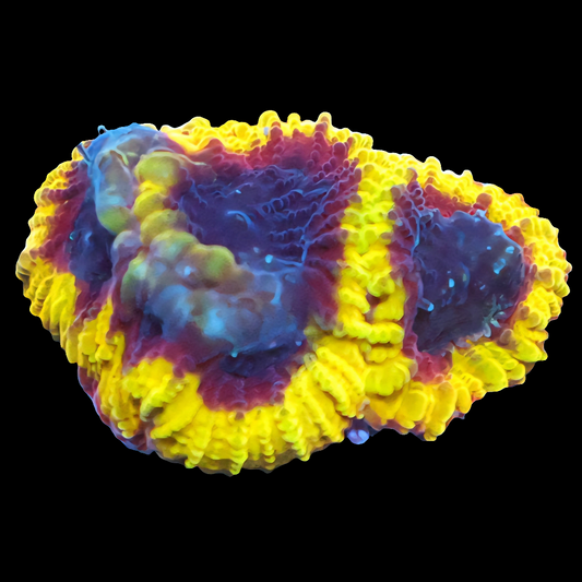 WYSIWYG - Wolverine Favia Frag - LPS Coral