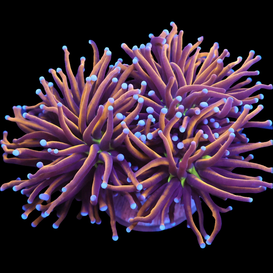 WYSIWYG Indo Gold LPS Torch Coral Colony (3H)